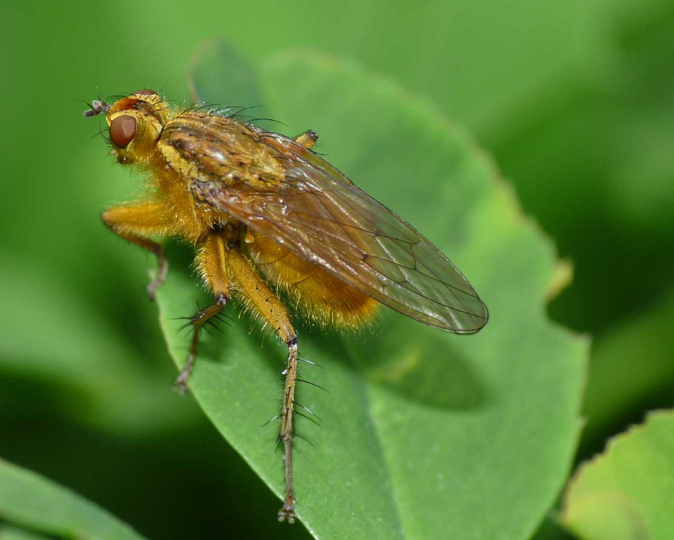 Scathophaga stercoraria  (Scathophagidae)